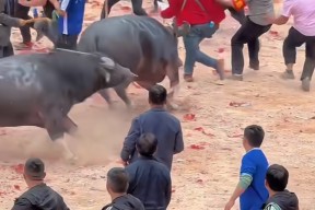 Kaiyun-关键时刻突围战来临，芝加哥公牛围绕NBA常规赛回应争议，质疑声仍在，高层口径保持一致的简单介绍